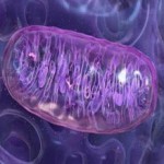 Митохондрия - энергетическая станция клетки