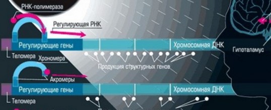 Теломерная теория старения